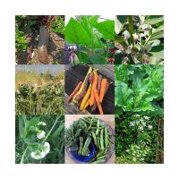 Alte historische Gemüsesorten-Sortiment - Samen-Geschenkset