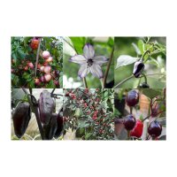 Chilis lila-schwarz - Samen-Geschenkset