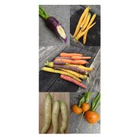Bunte Karotten - Samen-Geschenkset
