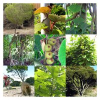 Australische Pflanzen - Samen-Geschenkset