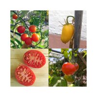 Historische Tomatensorten (Bio) - Samen-Geschenkset