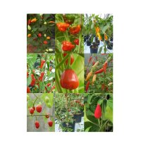 Seltene Chilisorten - Samen-Geschenkset