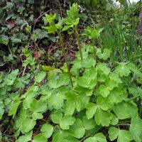 Gemeine Akelei (Aquilegia vulgaris) Samen