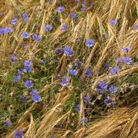 Wilde Kornblume / Zyane (Centaurea cyanus) Samen