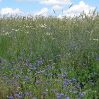 Wilde Kornblume / Zyane (Centaurea cyanus) Samen