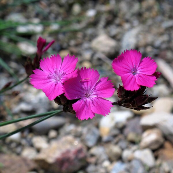 Karthäusernelke (Dianthus carthusianorum) Samen