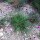 Karthäusernelke (Dianthus carthusianorum) Samen