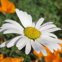 Wilde Margerite / Magerwiesenmargerite (Leucanthemum...