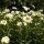 Wilde Margerite / Magerwiesenmargerite (Leucanthemum vulgare) Samen