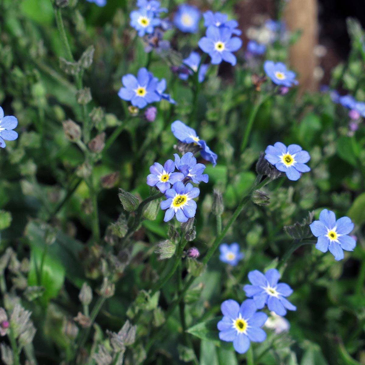 Suche Nach Arten - Alpen-Vergißmeinnicht (Myosotis Alpestris F. W. Schmidt