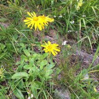 Echte Arnika (Arnica montana) Samen