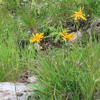 Echte Arnika (Arnica montana) Samen