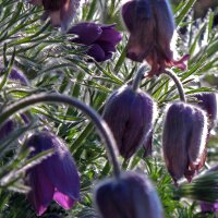 Gewöhnliche Küchenschelle / Kuhschelle (Pulsatilla vulgaris) Samen