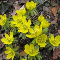 Winterling (Eranthis hyemalis) Samen