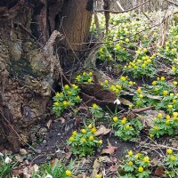 Winterling (Eranthis hyemalis) Samen