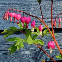 Tränendes Herz / Zweifarbige Herzblume (Lamprocapnos / Dicentra spectabilis) Samen