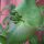 Wald-Geißblatt (Lonicera periclymenum) Samen
