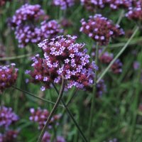 Patagonisches Eisenkraut (Verbena bonariensis) Samen