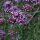 Patagonisches Eisenkraut (Verbena bonariensis) Samen