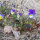Wildes Stiefmütterchen / Ackerveilchen (Viola tricolor) Samen