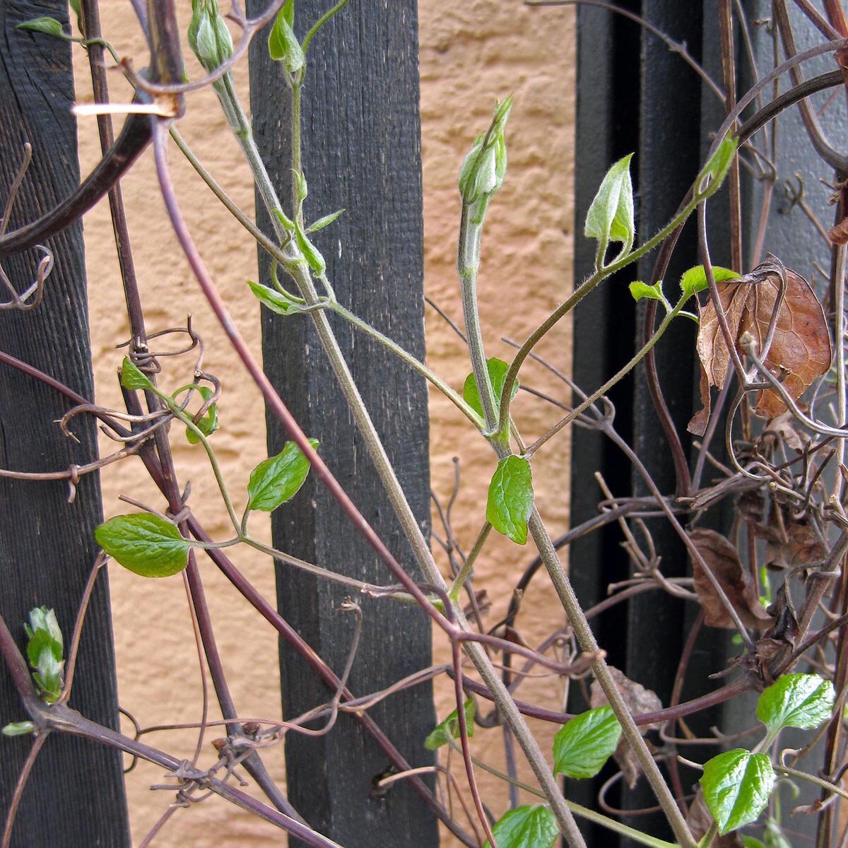 Gewhnliche Waldrebe (Clematis vitalba) Samen