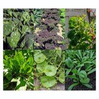 Gemüse für Green Smoothies - Samenset