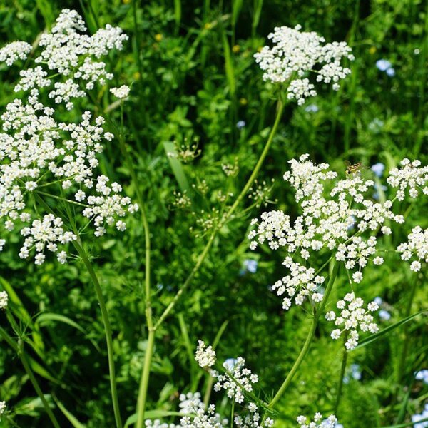 Anis (Pimpinella anisum) Samen