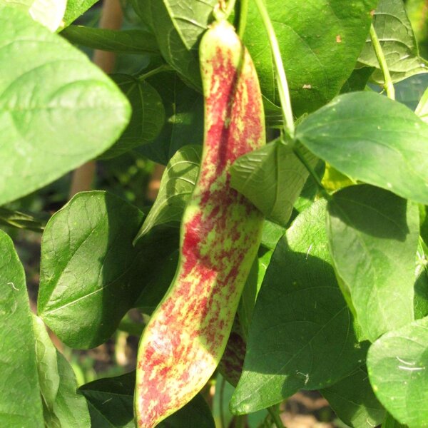 Stangenbohne Borlotto Lingua Di Fuoco (Phaseolus vulgaris) Bio Saatgut