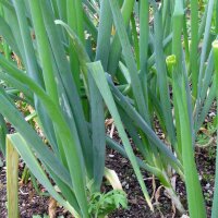 Lauchzwiebel White Lisbon  (Allium cepa) Bio Saatgut