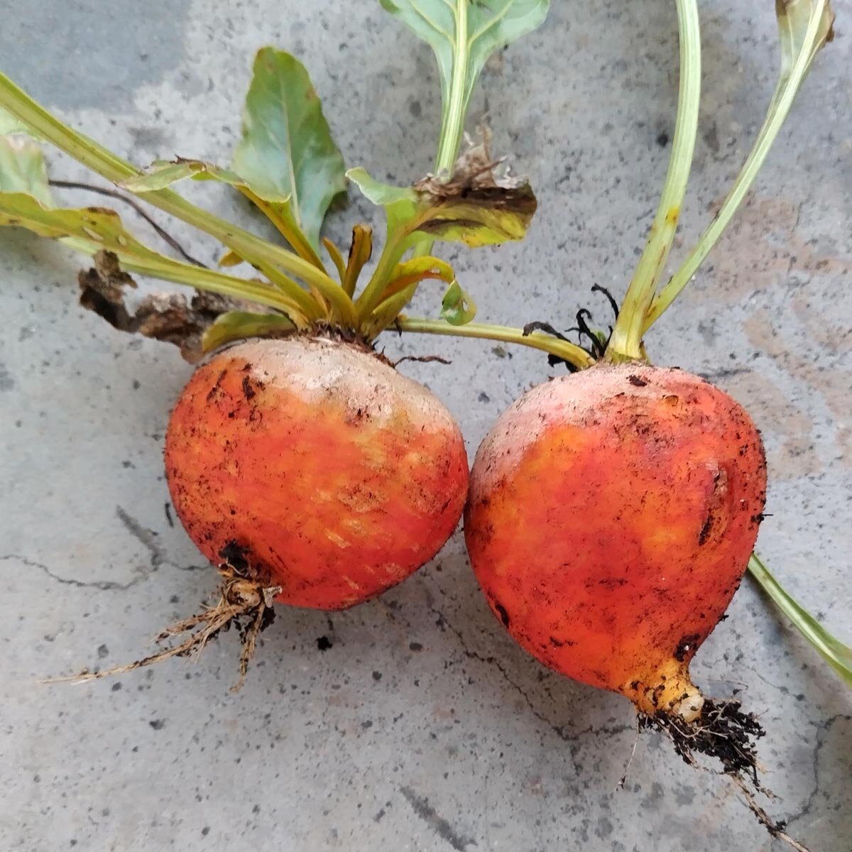 Gelbe Bete 'Golden' (Beta vulgaris) Bio Saatgut