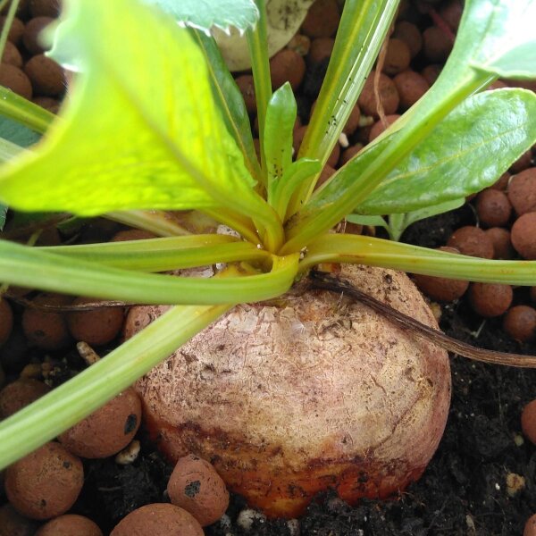 Gelbe Bete 'Golden' (Beta vulgaris) Bio Saatgut