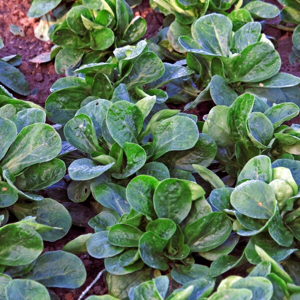 Rapunzelsalat / Feldsalat Dunkelgrüner Vollherziger (Valerianella locusta) Bio Saatgut