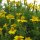 Gelbe Gewürztagetes / Schmalblättrige Studentenblume (Tagetes tenuifolia) Bio Saatgut