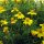 Gelbe Gewürztagetes / Schmalblättrige Studentenblume (Tagetes tenuifolia) Bio Saatgut