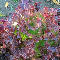 Pflücksalat Red Salad Bowl (Lactuca sativa) Bio Saatgut