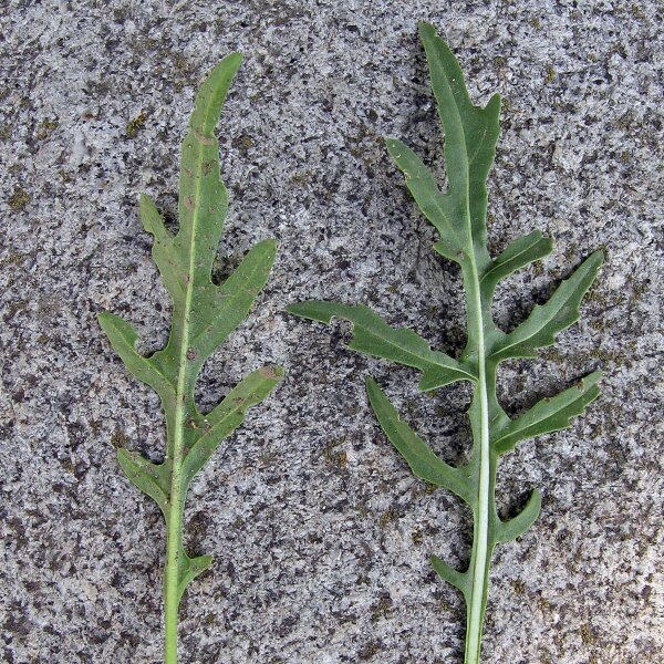 Rauke / Garten-Senfrauke / Rucola (Eruca vesicaria subsp. sativa) Samen