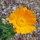 Ringelblume (Calendula officinalis) Bio Saatgut