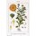 Ringelblume (Calendula officinalis) Bio Saatgut