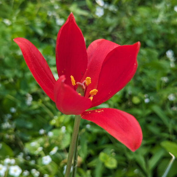 Türkische Wildtulpe (Tulipa sprengeri) Samen