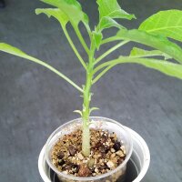 Engelstrompetenbaum (Brugmansia arborea) Samen
