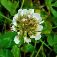 Weißklee (Trifolium repens)