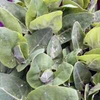 Grüne Gartenmelde (Atriplex hortensis) Bio Saatgut