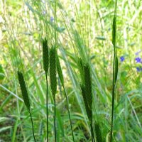 Einkorn (Triticum monococcum) Bio Saatgut