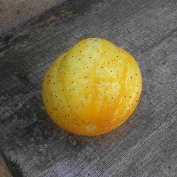 Gelbe Gurke Crystal Lemon (Cucumis sativus) Bio Saatgut