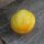 Gelbe Gurke Crystal Lemon (Cucumis sativus) Bio Saatgut