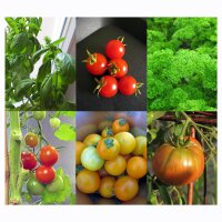 Tomaten, Basilikum & Petersilie (Bio) - Samen-Geschenkset