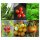 Gute Mischkultur-Partner:Tomaten, Basilikum & Petersilie (Bio) - Samen-Geschenkset