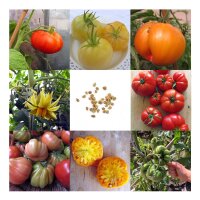 Leckere alte Fleischtomaten - Samen-Geschenkset