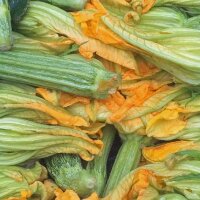 Hellgrüne Zucchini Genovese (Cucurbita pepo) Bio