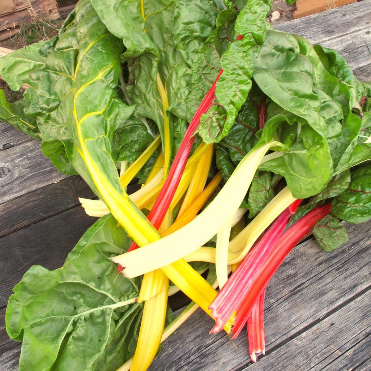 Bunter Mangold 'Five Colours' (Beta vulgaris ssp.vulgaris) Bio Saatgut